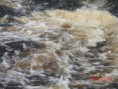 /album/em-andan%c3%a7as-pelo-amazonas/gedc3819-jpg1/